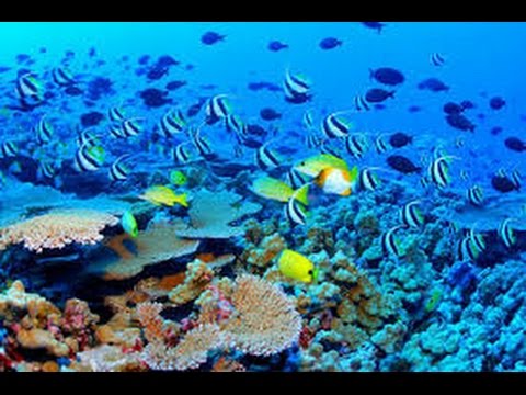 underwater coral reef photo