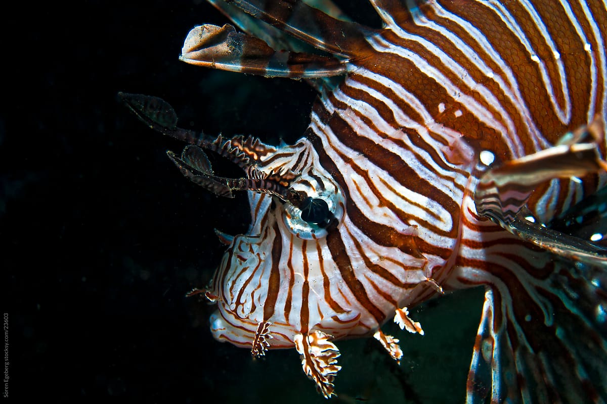lionfish swimming on reef photo