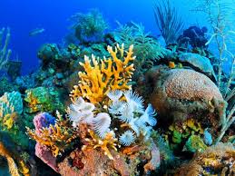 natural underwater reef photo