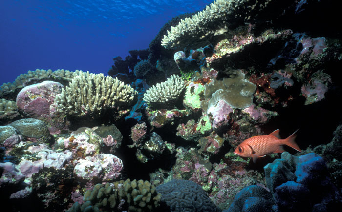 natural underwater reef formation photo