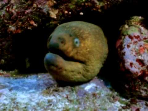 fangtooth moray eel