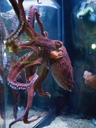 Octopus photo