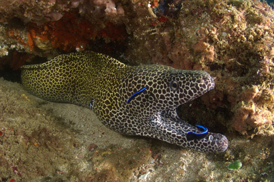 moray eel photo