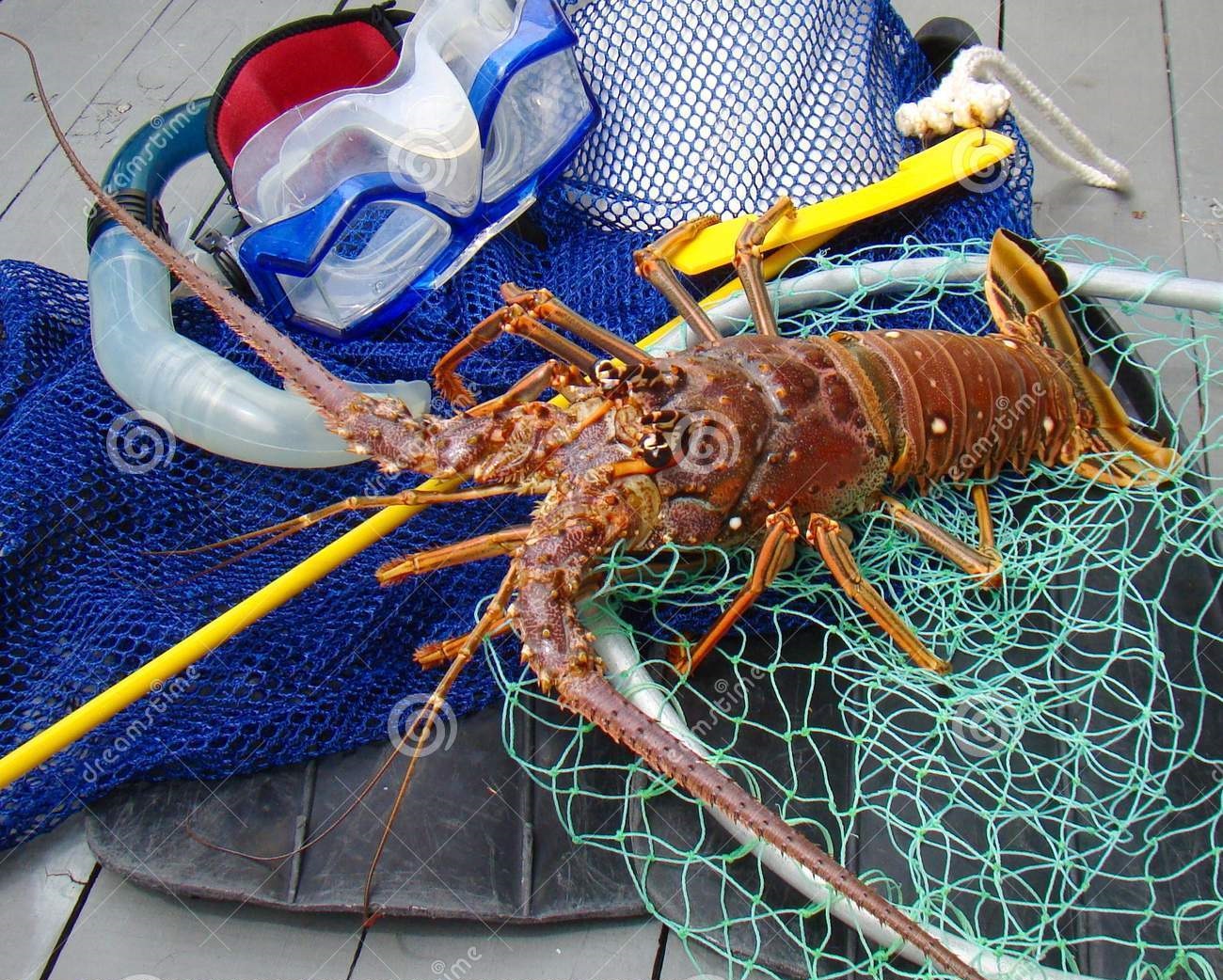 Florida Spiny Lobster Season and Dive Gear