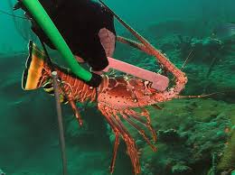 Measuring a live Florida spiny lobster underwater